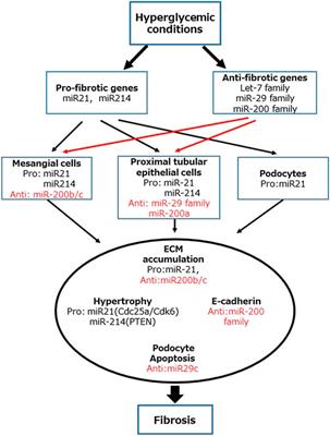 Potential Targeting of Renal Fibrosis in Diabetic Kidney Disease Using MicroRNAs